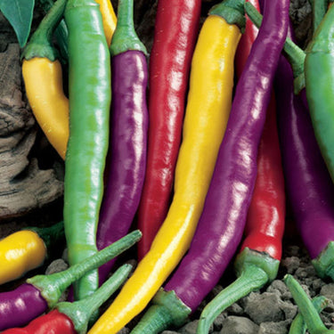 Pepper Joe Cayenne Blend Pepper Seeds - The Pepper Pantry (Formerly Marie Sharp's)